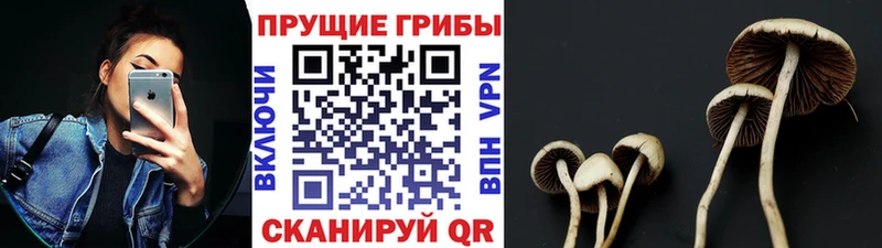 цены Бодайбо Псилоцибиновые грибы прущие грибы